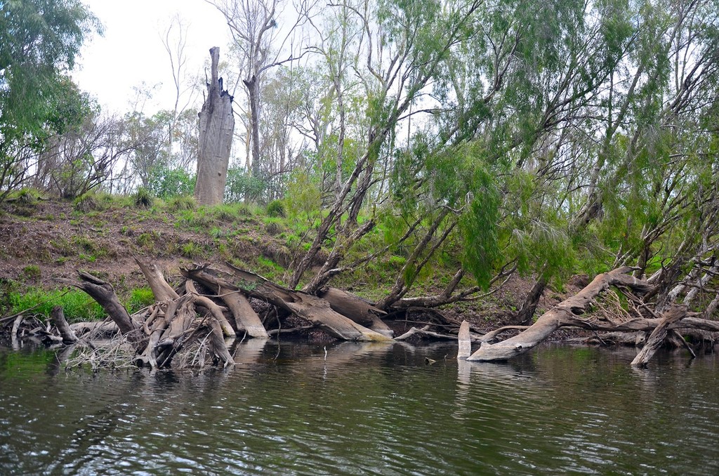 Big, prominent fallen timber is prime sooty grunter habitat.  They love to lie in ambush behind fallen logs. © Lee Brake